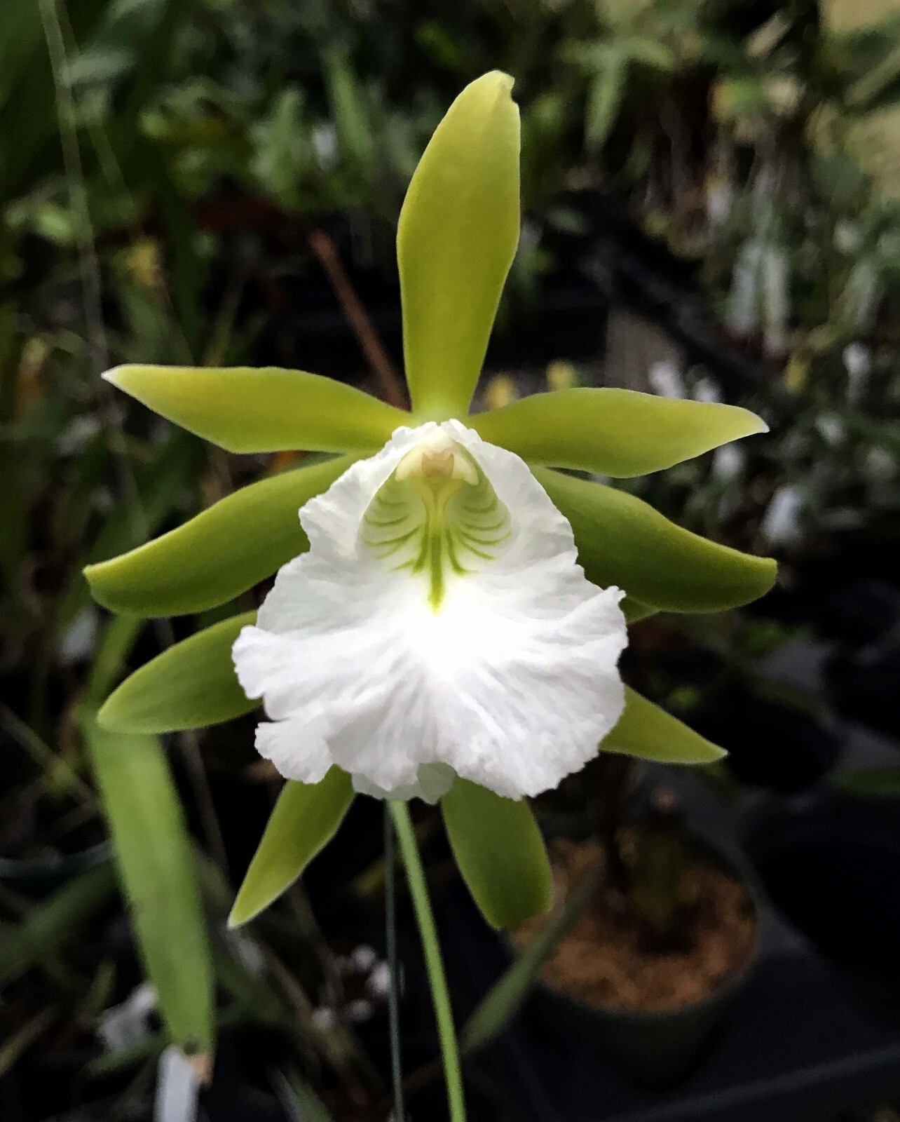 RARER OFFER MEXICAN ENCYCLIA FRAGRANT ORCHID SPECIES mariae BS 2 in pot