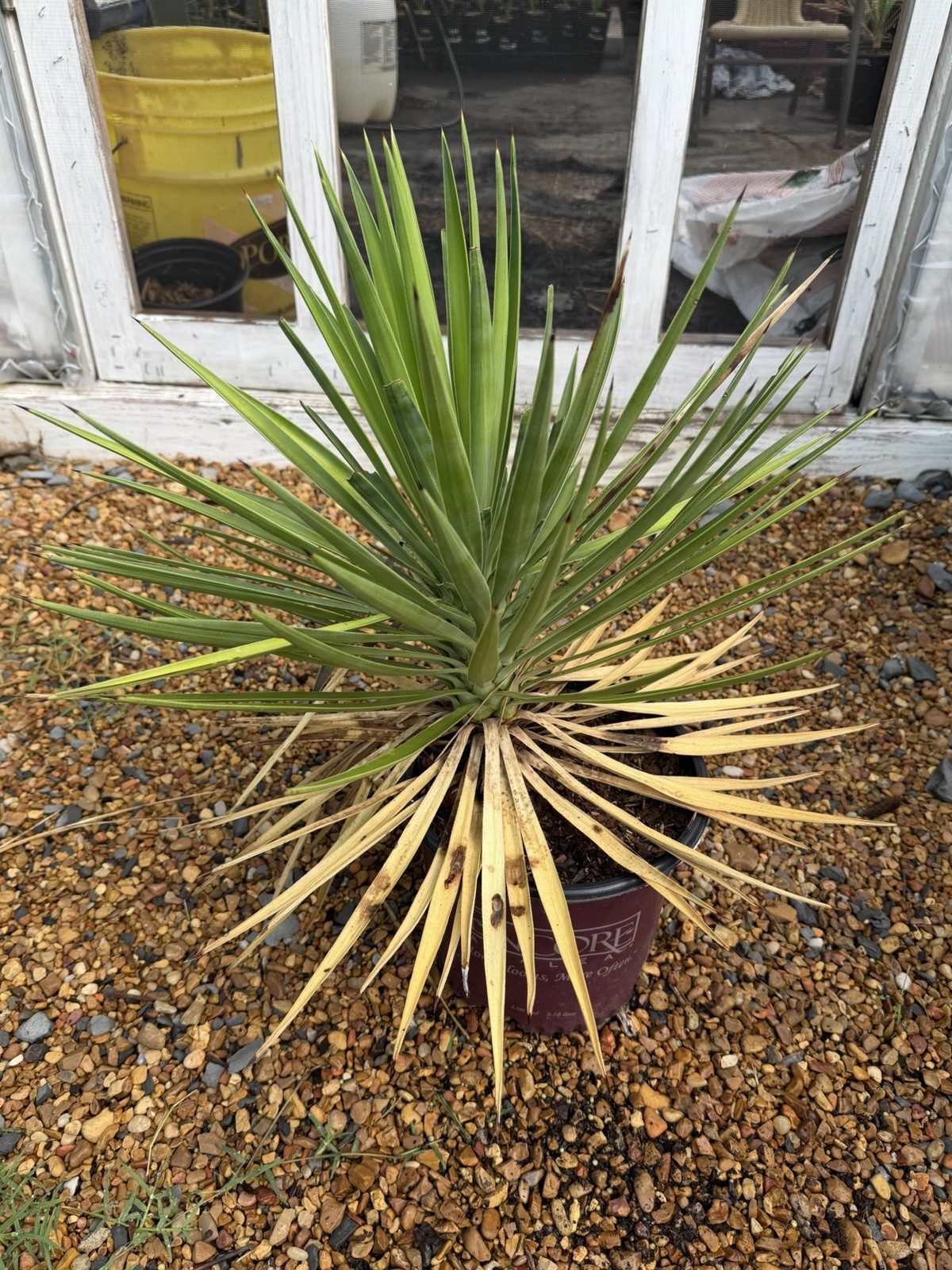 Yucca aloifolia – 1.5 Gallon – Trunking Cold Hardy Yucca