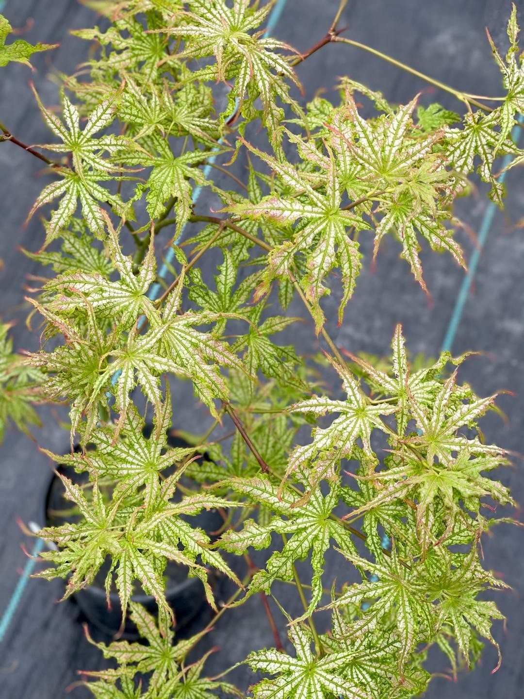 Acer palmatum ‘White Peaches’ (White Peaches Japanese Maple)