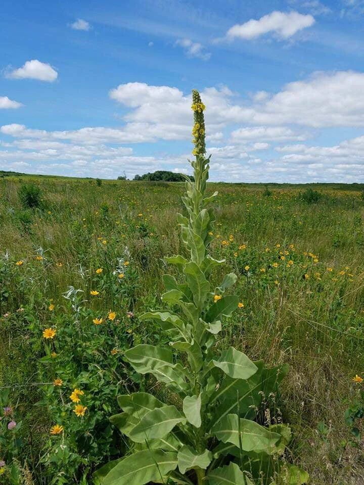Common Mullein Seed ~ Verbascum thapsus ~ 300 to 200,000 seeds ~ 4 ounce bulk