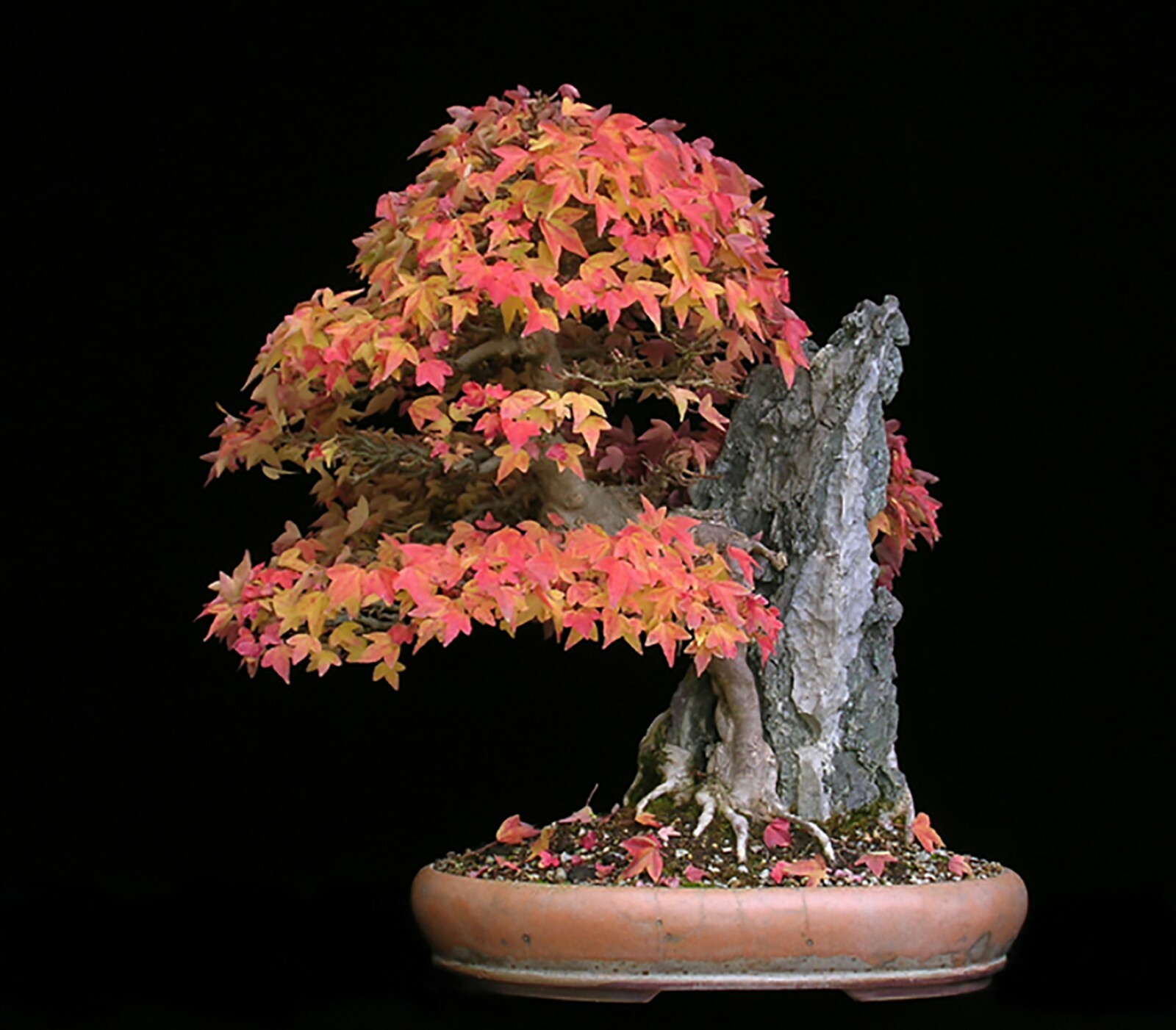 Trident Maple, Acer buergerianum, Tree Seeds