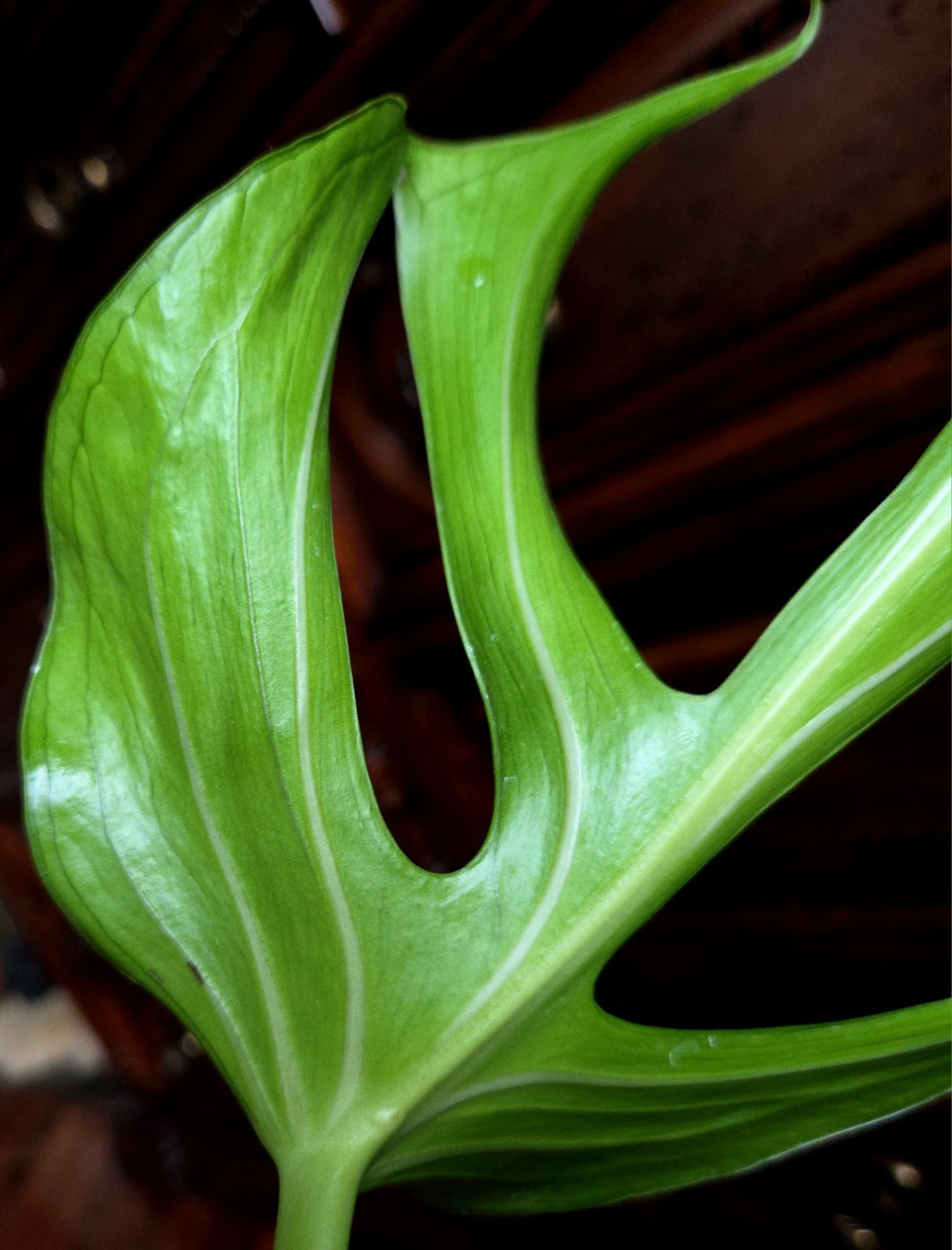 Rare XL Monstera Burle Marx Flame 25″ Tall Aroid Not Philodendron Anthurium