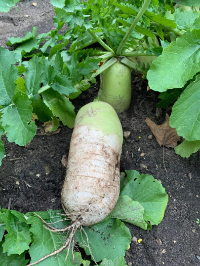50+ Korean Autumn Hybrid Daikon Radish seeds; Joseon Mu 조선무 朝鮮白蘿蔔