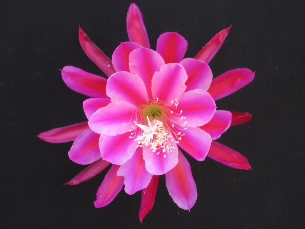 Epiphyllum, Orchid Cactus, ” PEGASUS “, Don’s Quart pots JULY/1