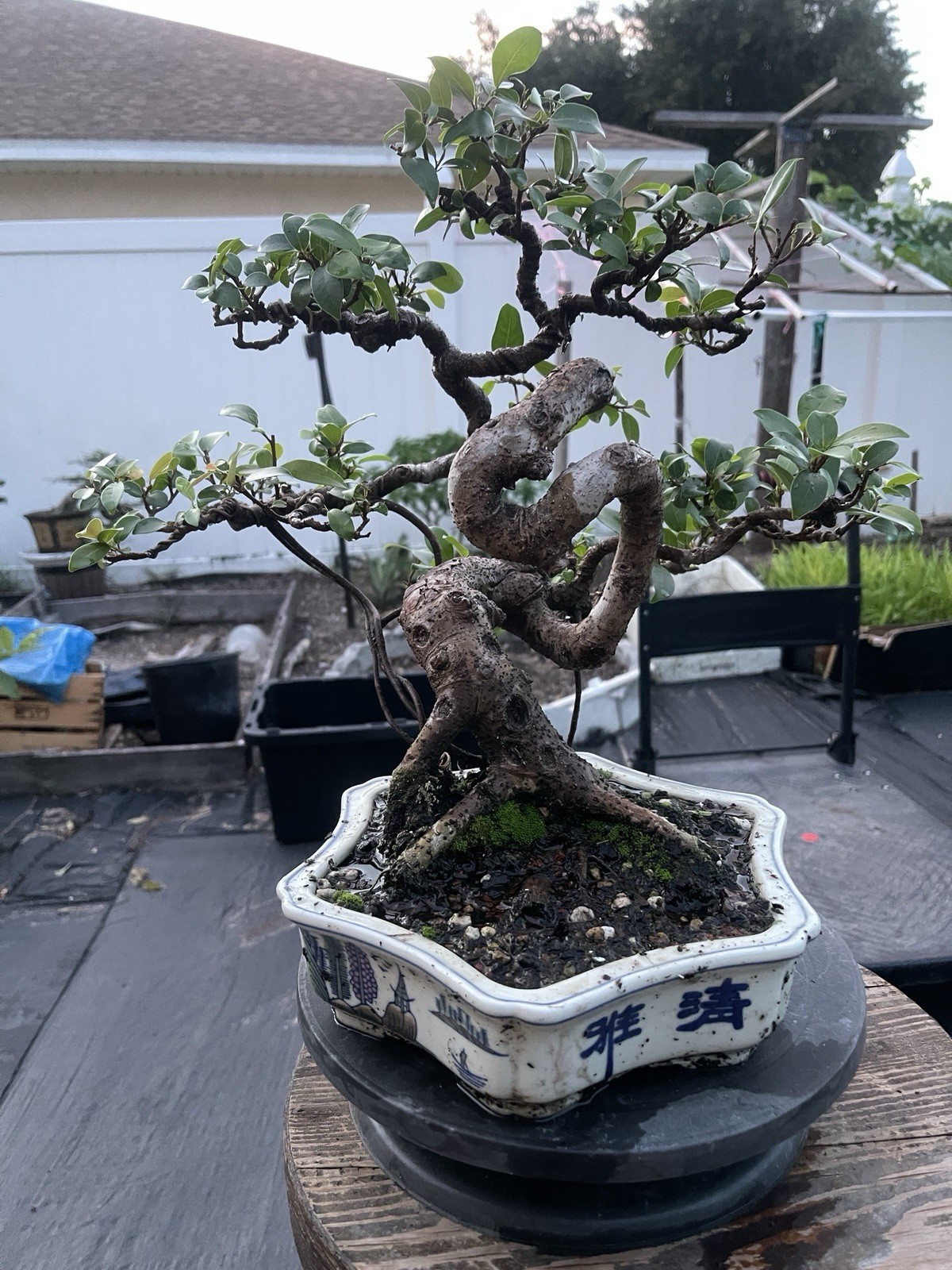 Red Foiliage Ficus