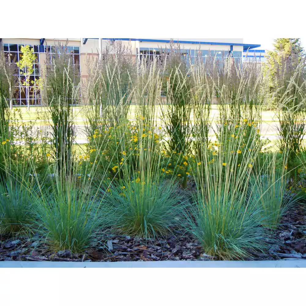 1 Gal. Blue Oat Grass – Long Flowing Blue-Silver Blades of Grass Can Retain Thei