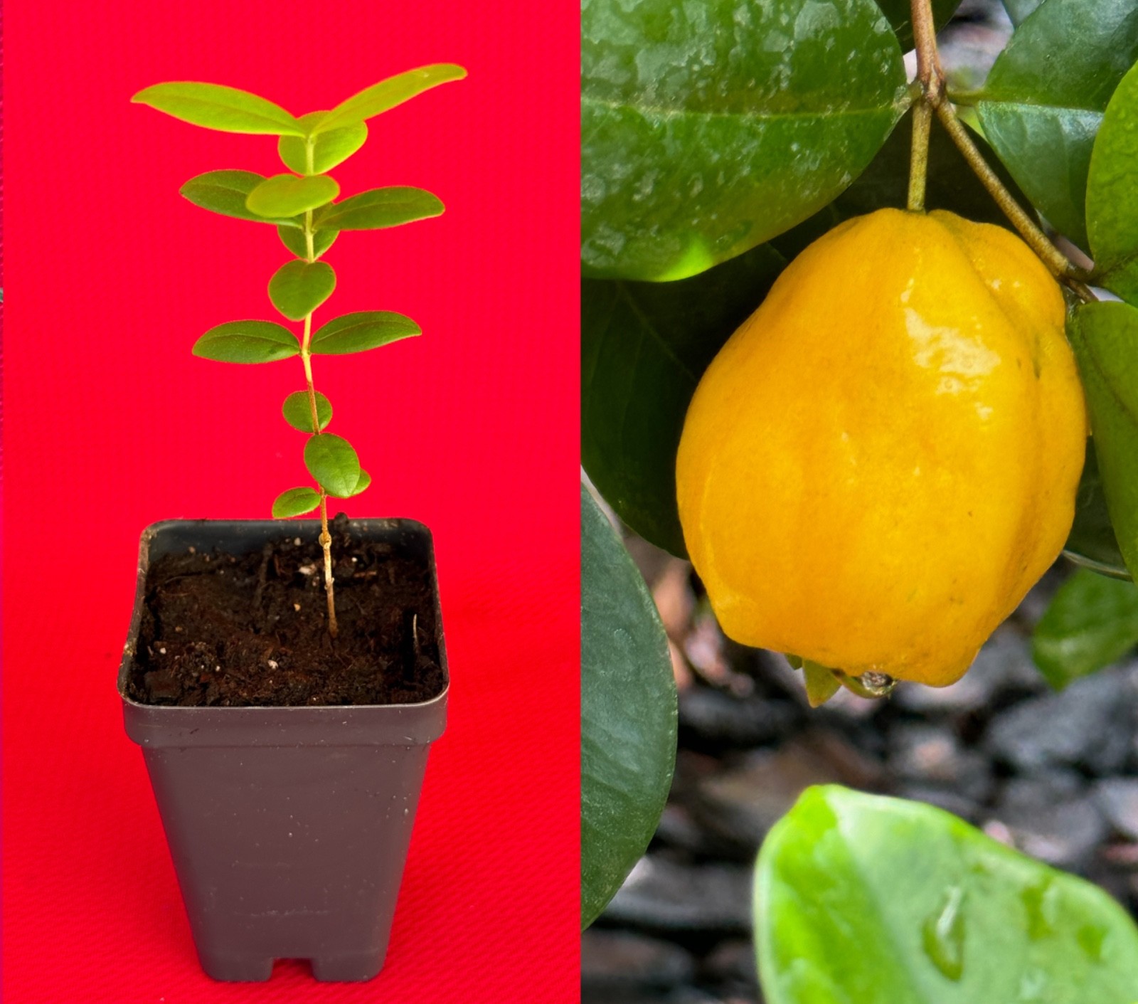 Pitombatuba Eugenia Sp. Selloi x Luschnathiana Hybrid Fruit Tree Starter Plant