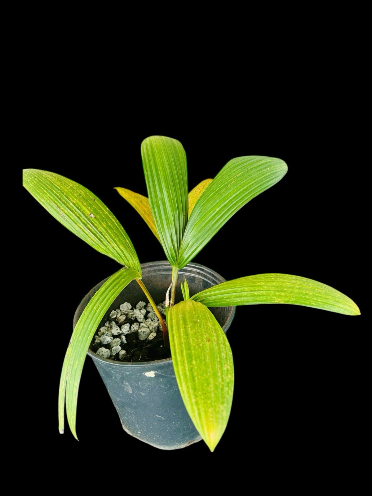 BIG! Cyrtostachys renda – Lipstick 💄 Palm Sealing Wax Palm – Multi-Stem Cluster