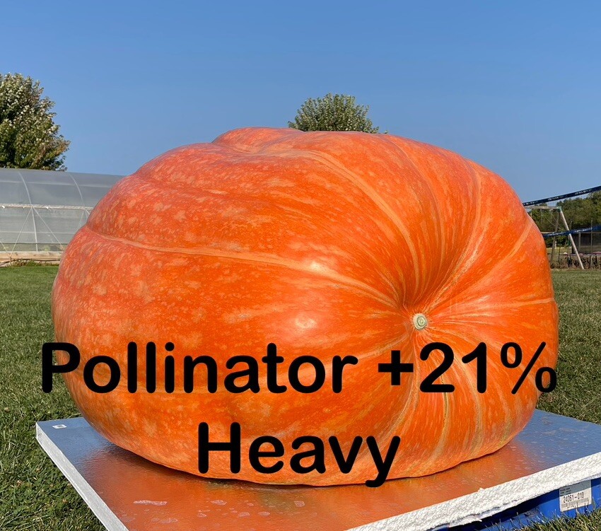 Atlantic Giant Pumpkin Seeds 1305 McMillin’24 (1783 New x 1109 McMillin)$25