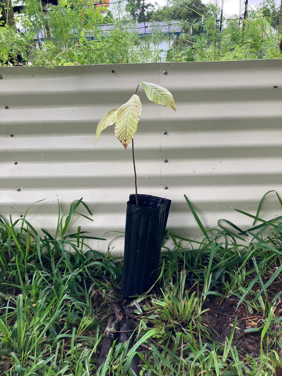 Paw Paw Trees