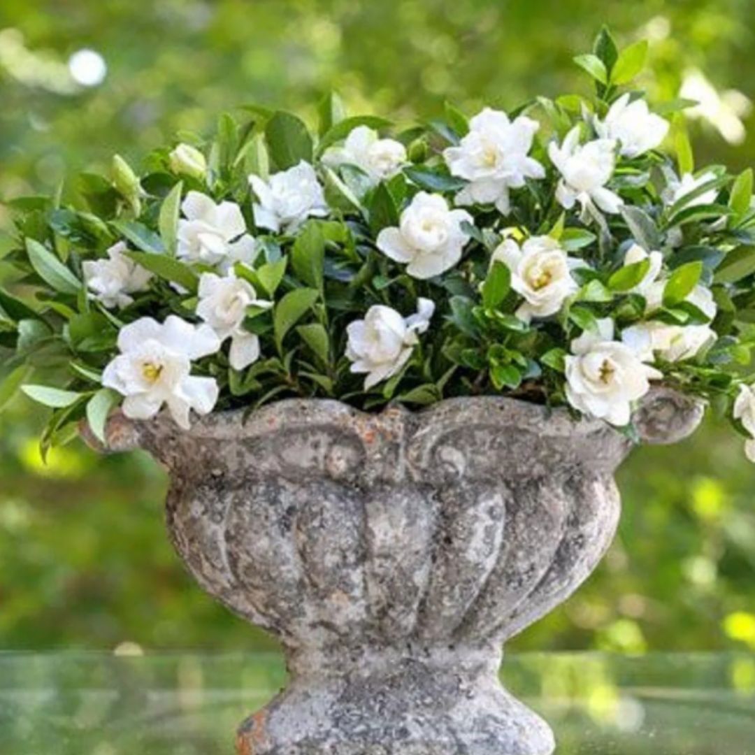 Live Gardenia with White Fragrant Blooms 2.5 qt Evergreen Shrub Garden Plant
