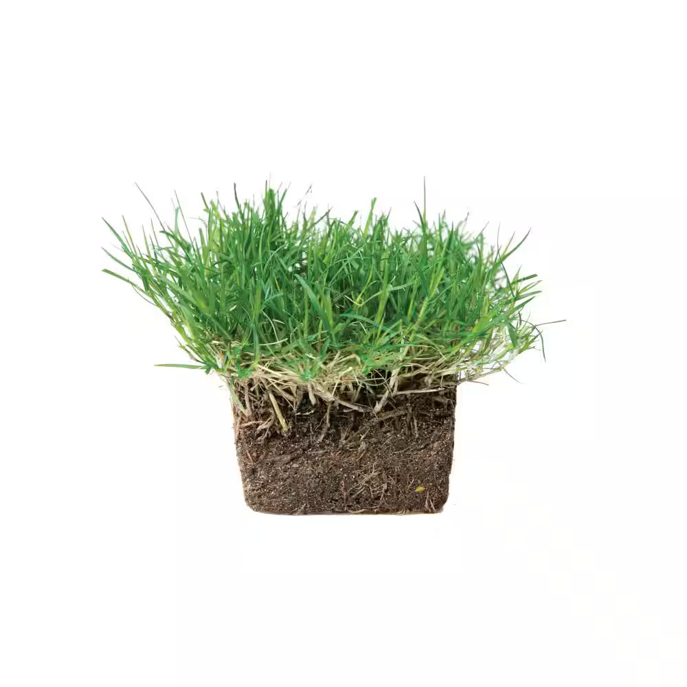Bermuda Grass Plugs (64-Count) Natural, Affordable Lawn Improvement