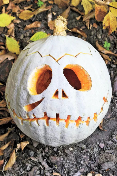 Lumina White Pumpkin Seeds | PVP Giant Polar Bear Pumpkins Vegetable Seed 2023