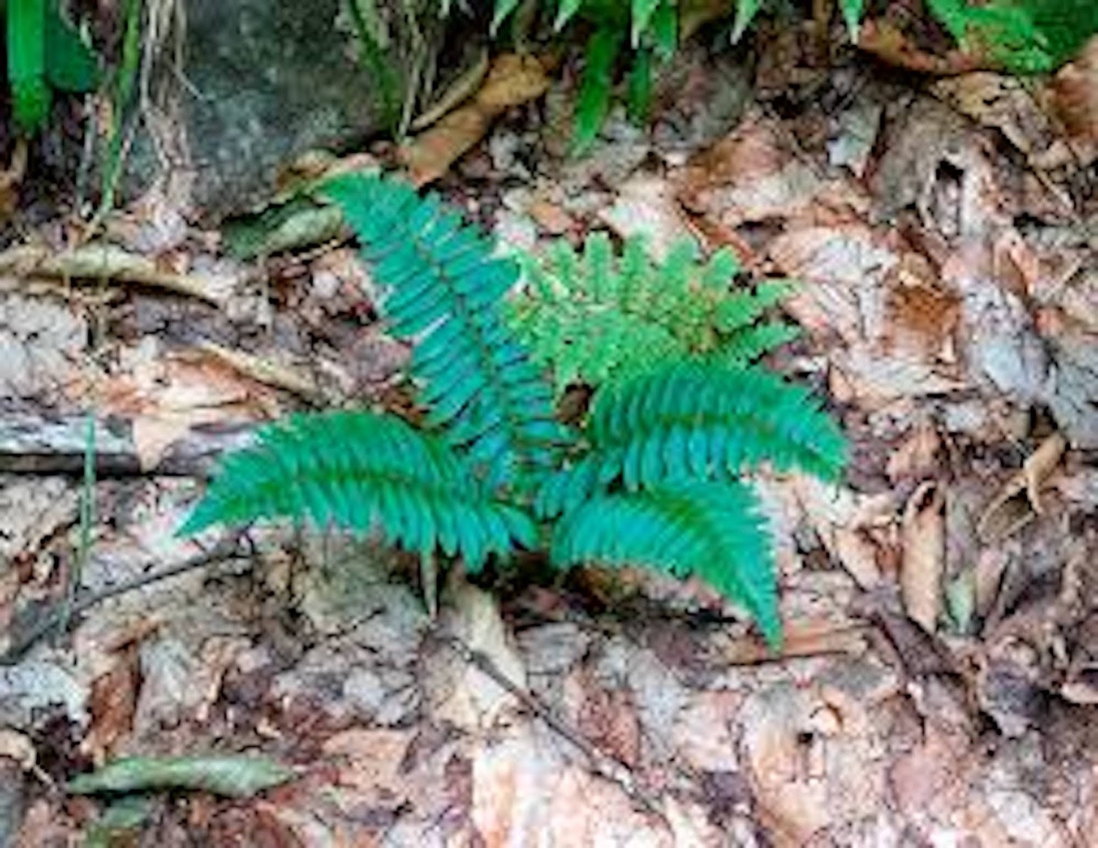 3 Christmas Fern Roots Polystichum Acrostichoides Bare Root