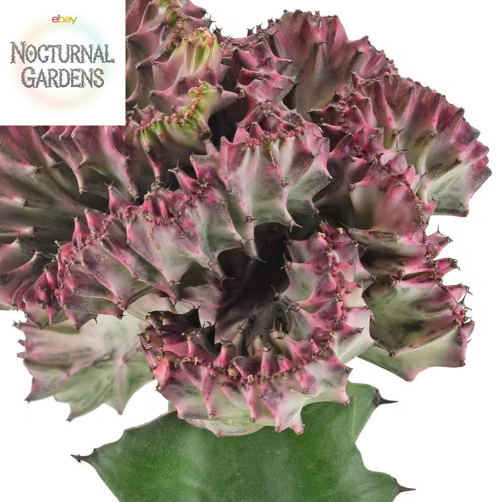 4 In. Light Purple Marmaid Tail Coral Cactus Live Indoor Plant in Beige Plastic