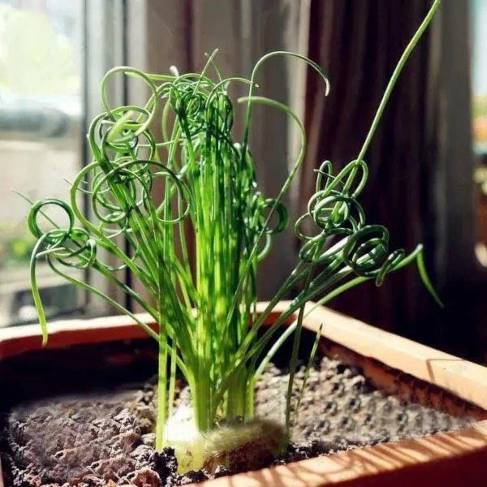 Transform Your Garden with 100PCS/Bag Spiral Grass Seeds – Green Succulents