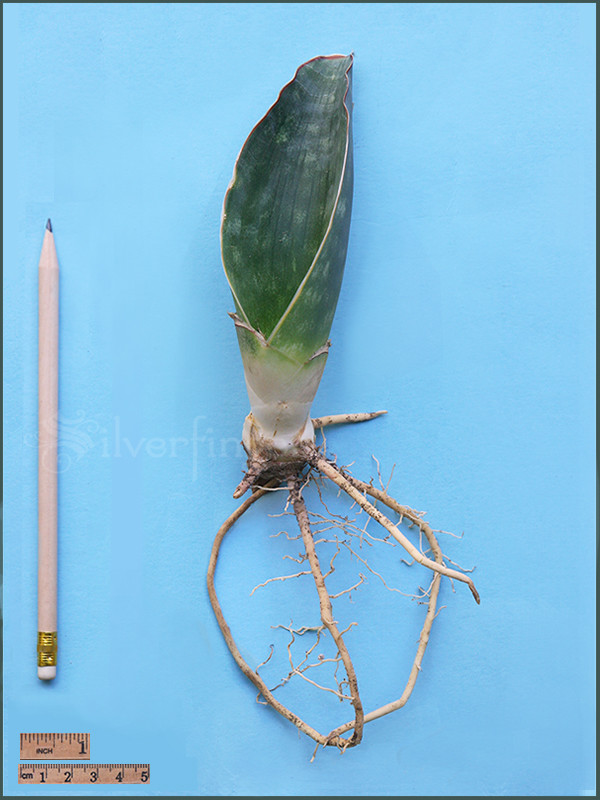 SANSEVIERIA Sp Nov km 42 No 21837 — Mafinga Tanzania — BLUE FORM • SUPER RARE