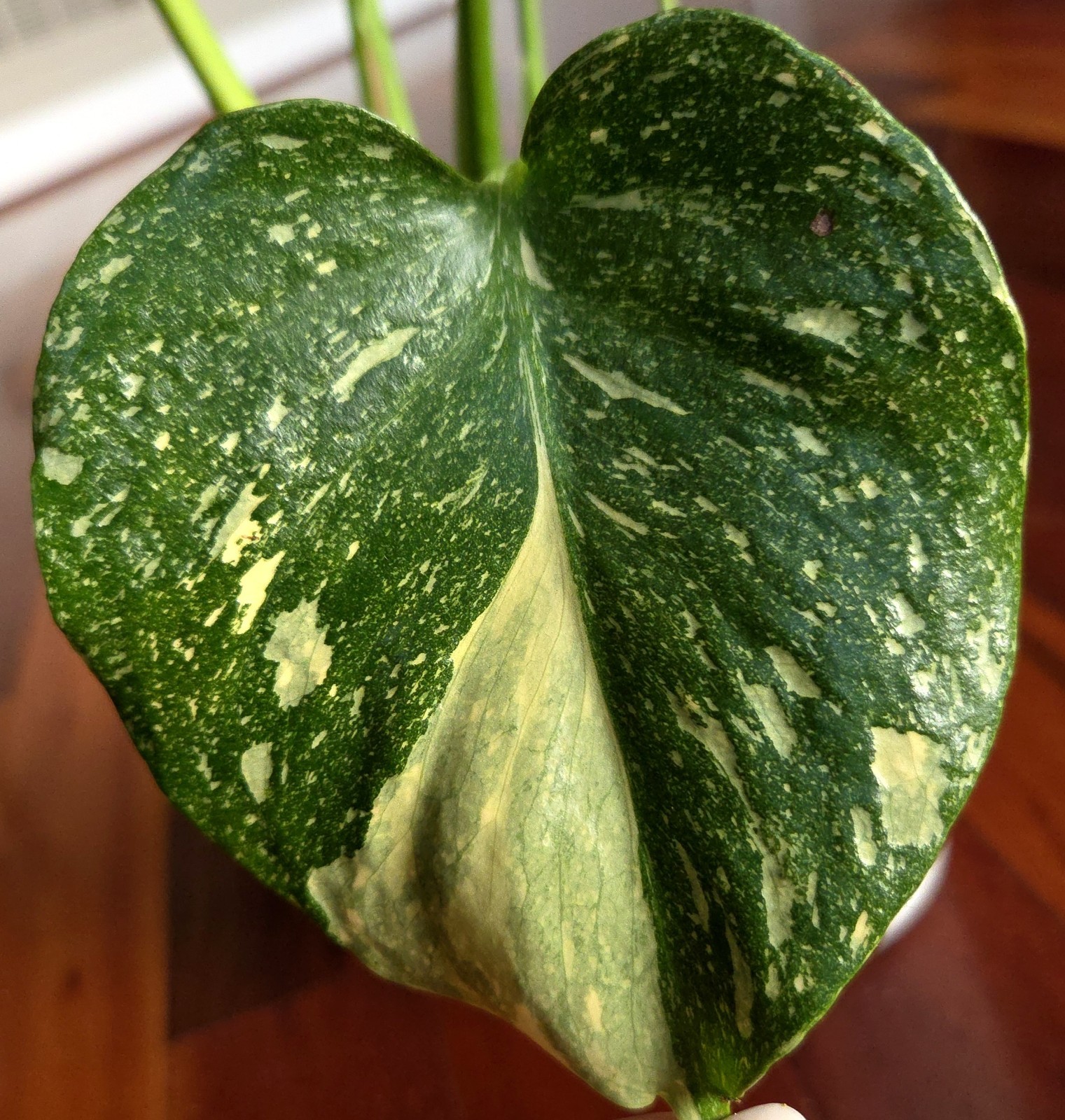 Rare Monstera Thai Starlight Mint 24″ Tall Aroid Not Philodendron Anthurium