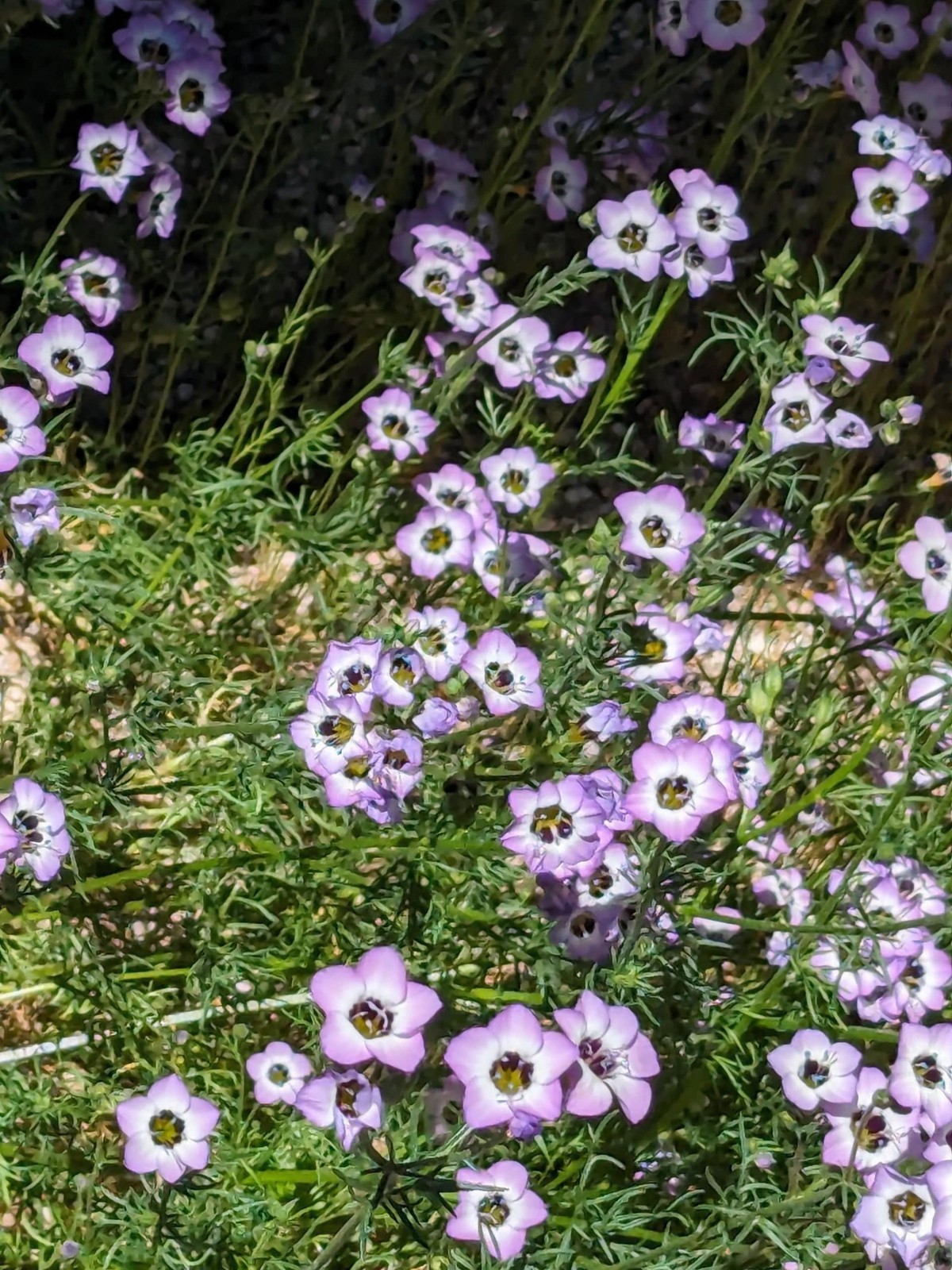 Gila Tricolor Bird’s Eye 1000 Seeds Free Shipping!