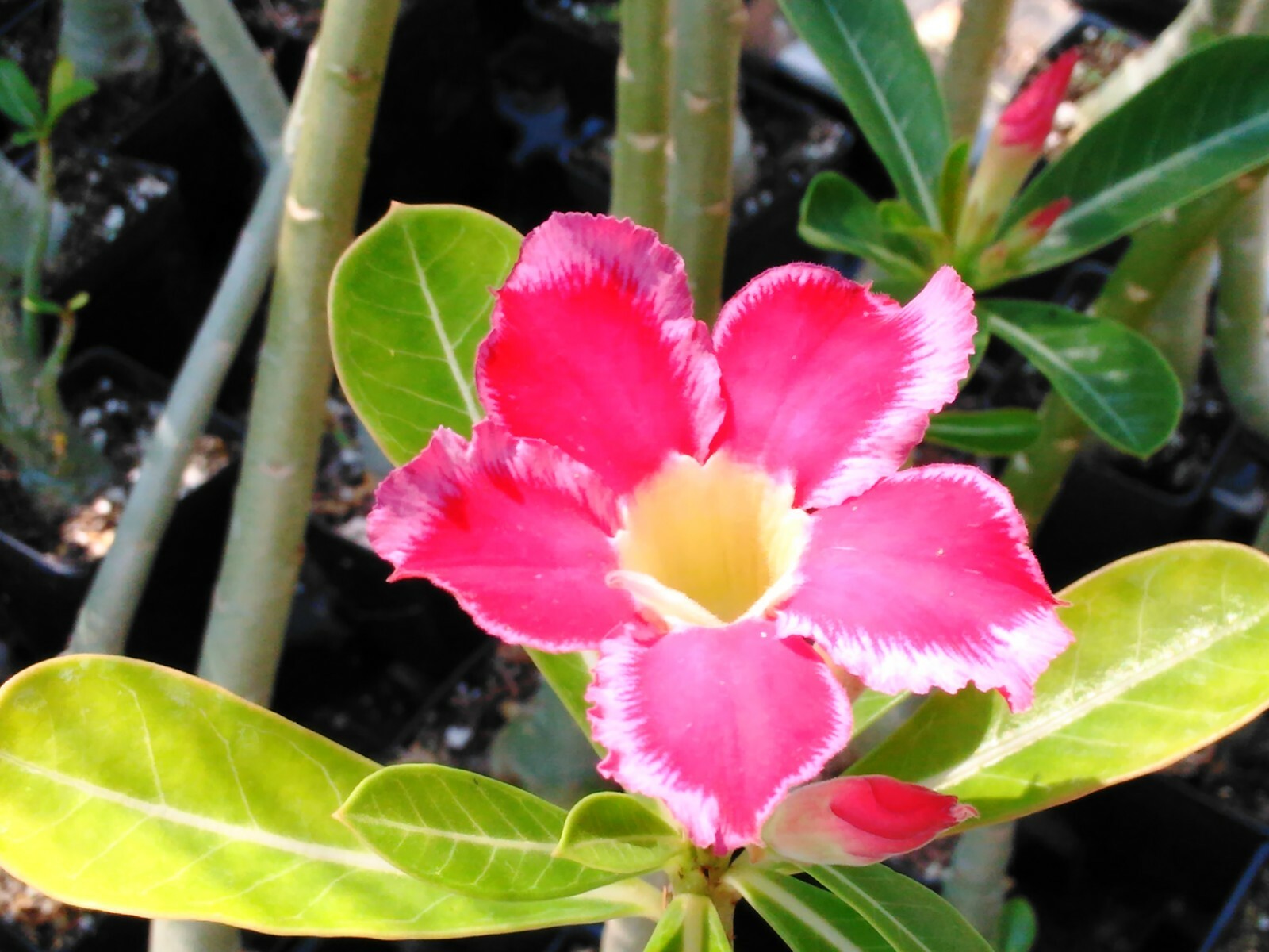 100+ Adenium Obesum desert rose seeds Rosa Del Desierto US SELLER