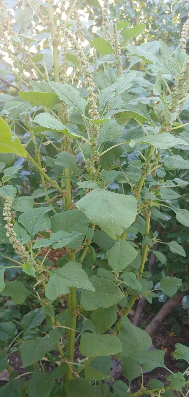 USA 2000+ Amaranth Seeds Green Stripe Leaf