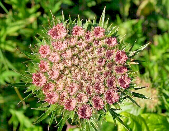 PURPLE AND PINK QUEEN ANNS LACE 100 SEEDS, DAUCUS CAROTA PURPURA