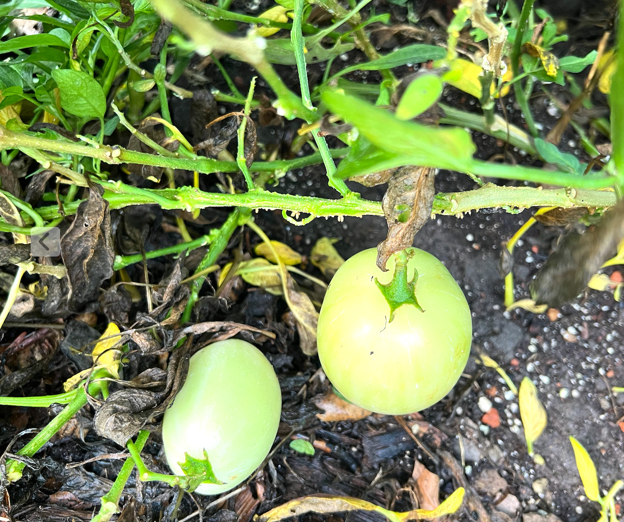 6 Cuttings of the ‘Vista’ variety pepino melon – delicious sweet cucumber.