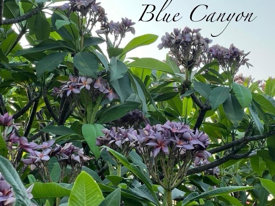 Blue Canyon Plumeria GRAFTED WITH ROOTS EXOTIC RARE AND SMELLL SWEET!!