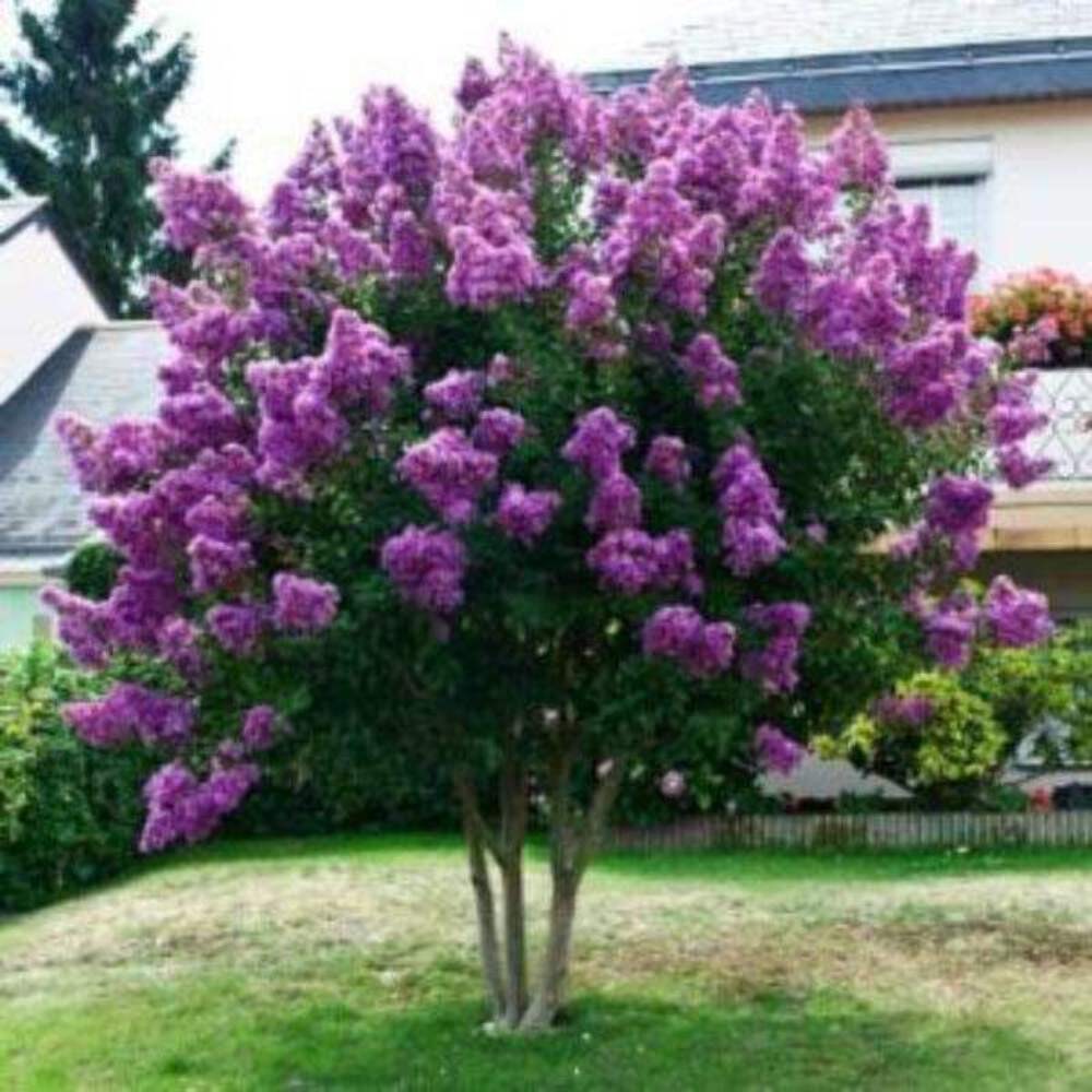 Catawba Crape Myrtle: Pure Purple Elegance with Outstanding Fall Foliage