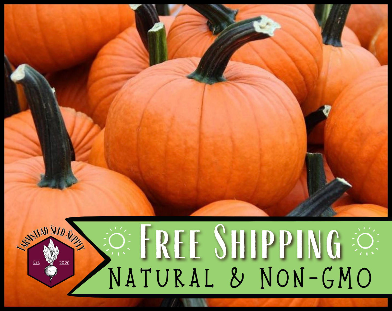 50+ Pumpkin Seeds [Connecticut Field] Vegetable Gardening, Heirloom, Non-GMO