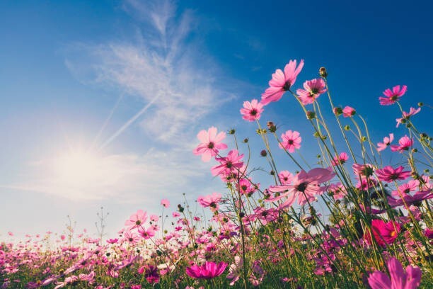 200 GLORIA COSMOS SEEDS | 2026 SALE FREE SHIPPING NON GMO