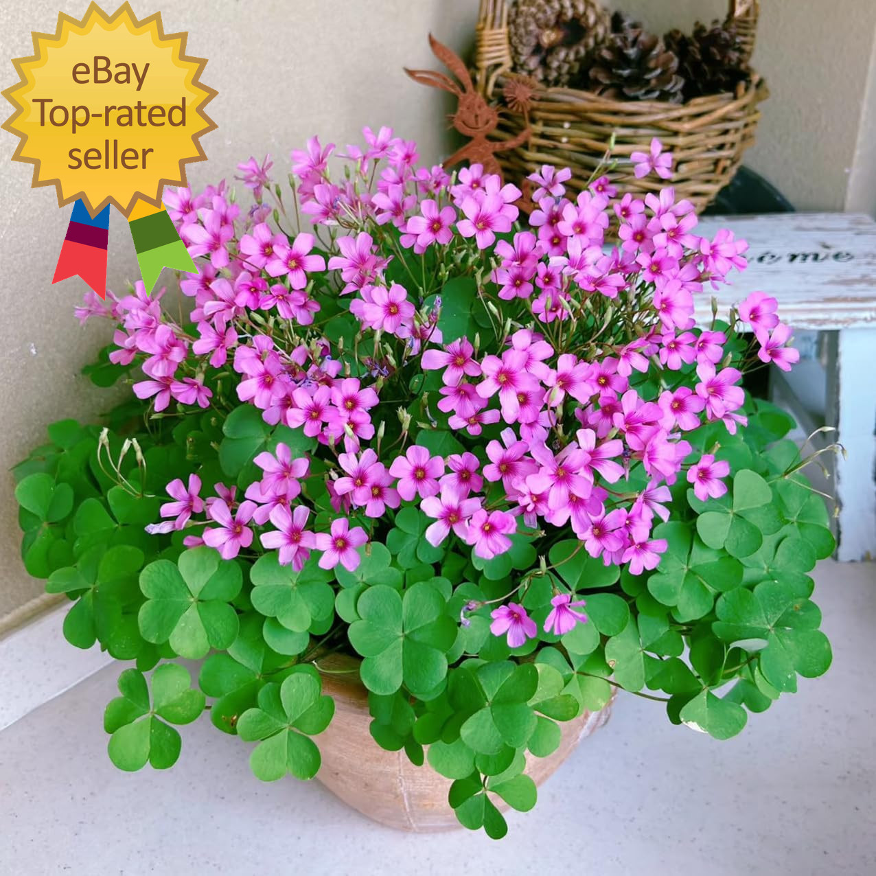 24 Pack Iron Cross Shamrock Plant Bulbs Live Oxalis Bulbs for Indoor Gardens