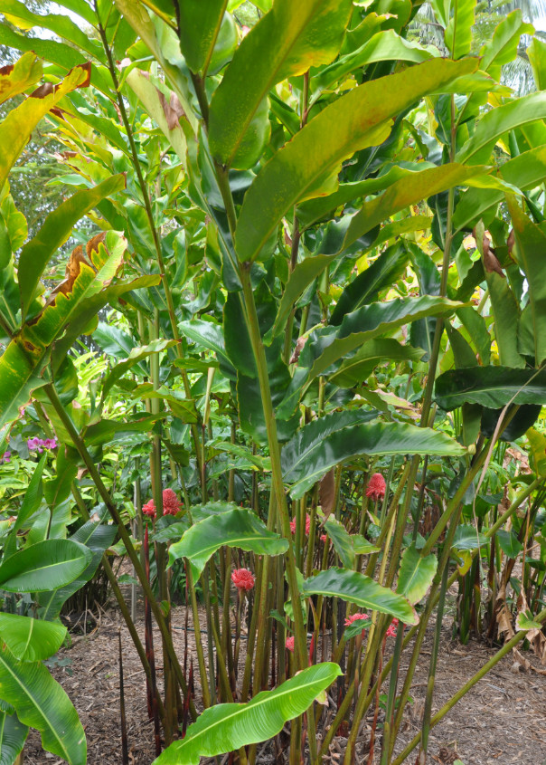 2 Red Torch Ginger Plants with Rhizomes Etlingera Elatio Ginger Lily Well Rooted
