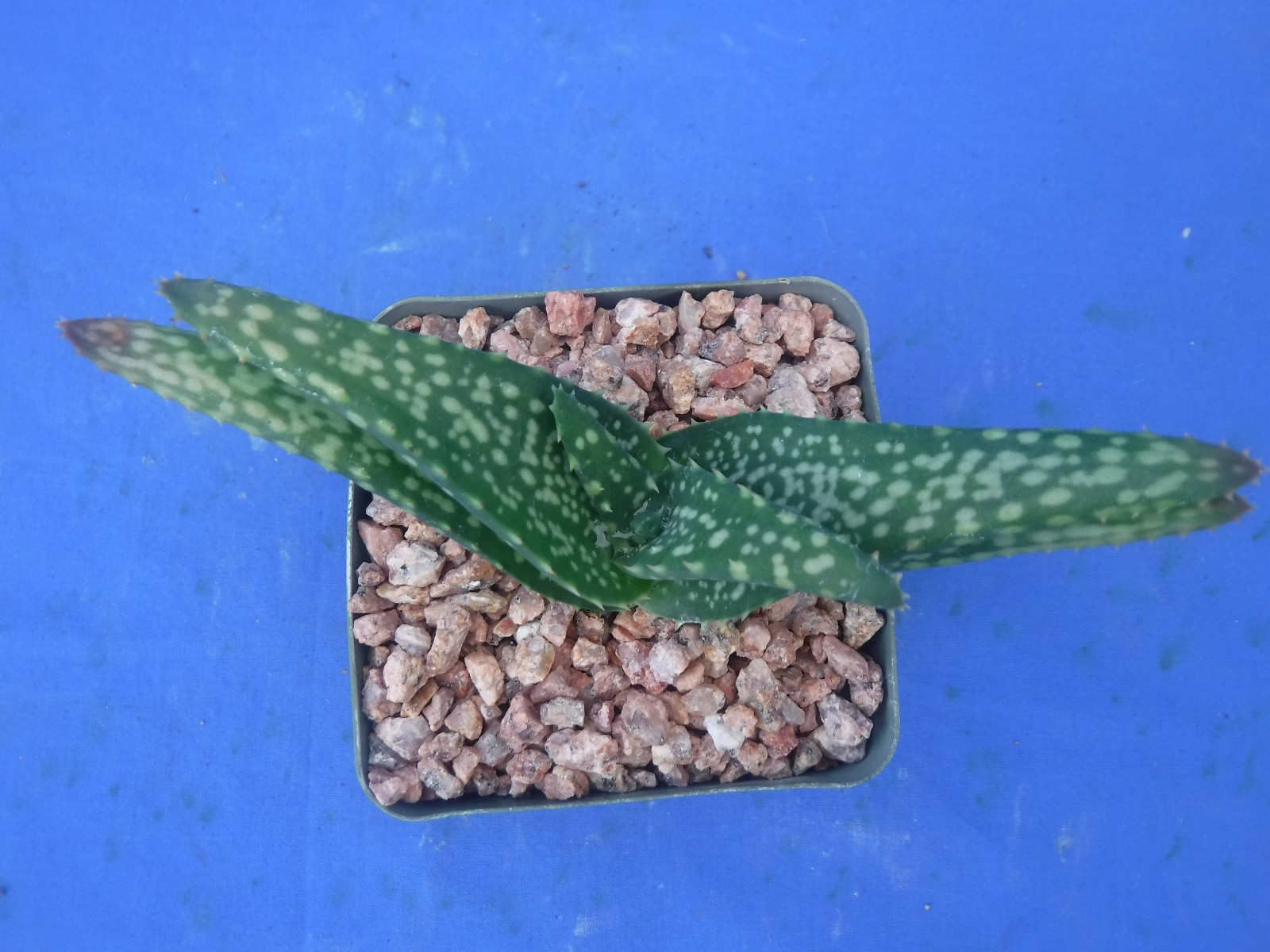 Aloe tomentosa Amazing HAIRY Green/White Flowers Fantastic Patterns 4″-6″ Wide