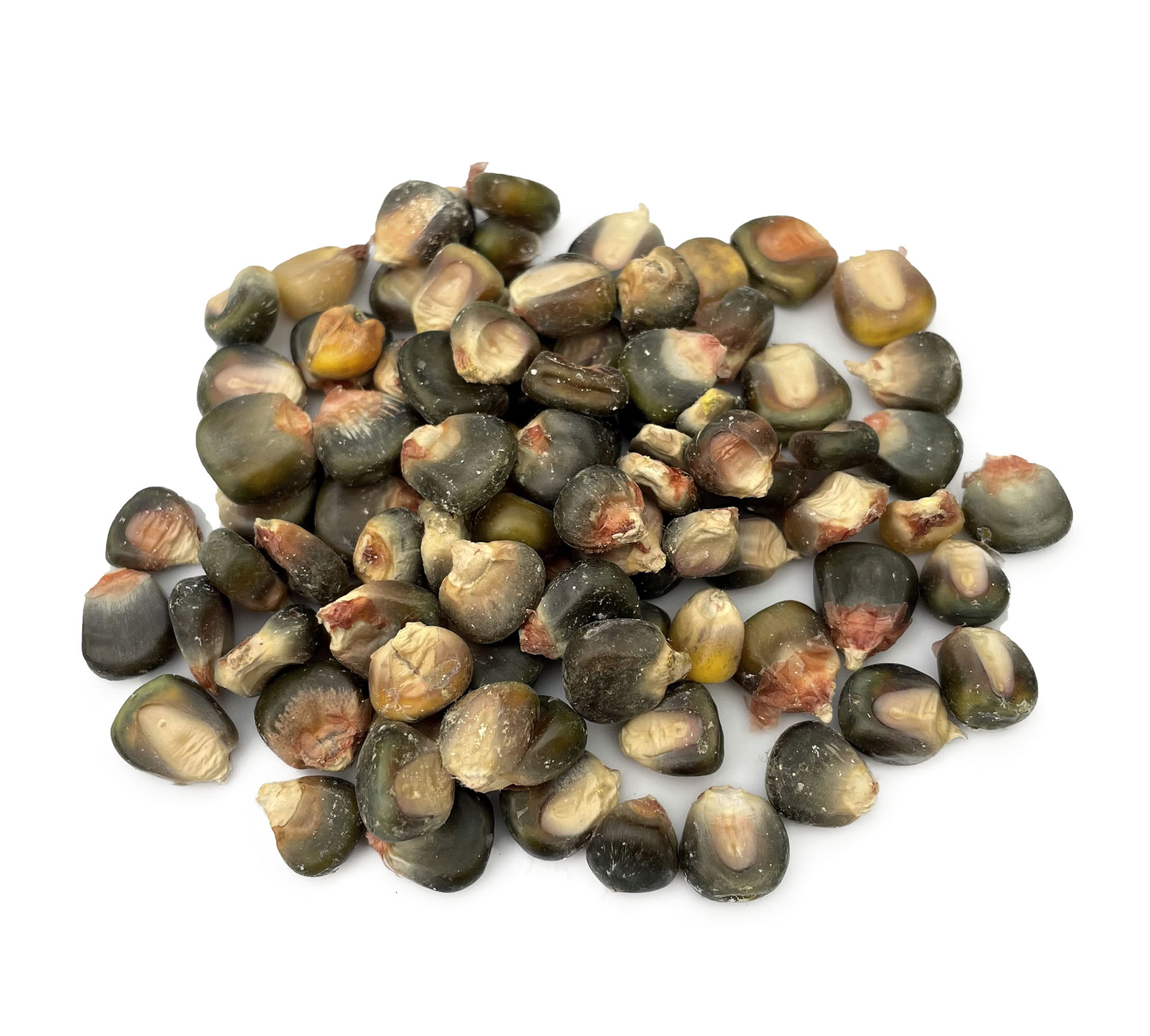 Green and Gold Dent Corn – 100 Seeds – Heirloom