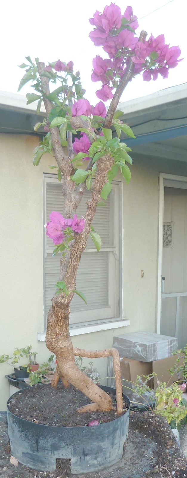 Vera Deep Purple Bougainvillea Pre Bonsai Dwarf Kifu Fat Trunk Neagari Flowers
