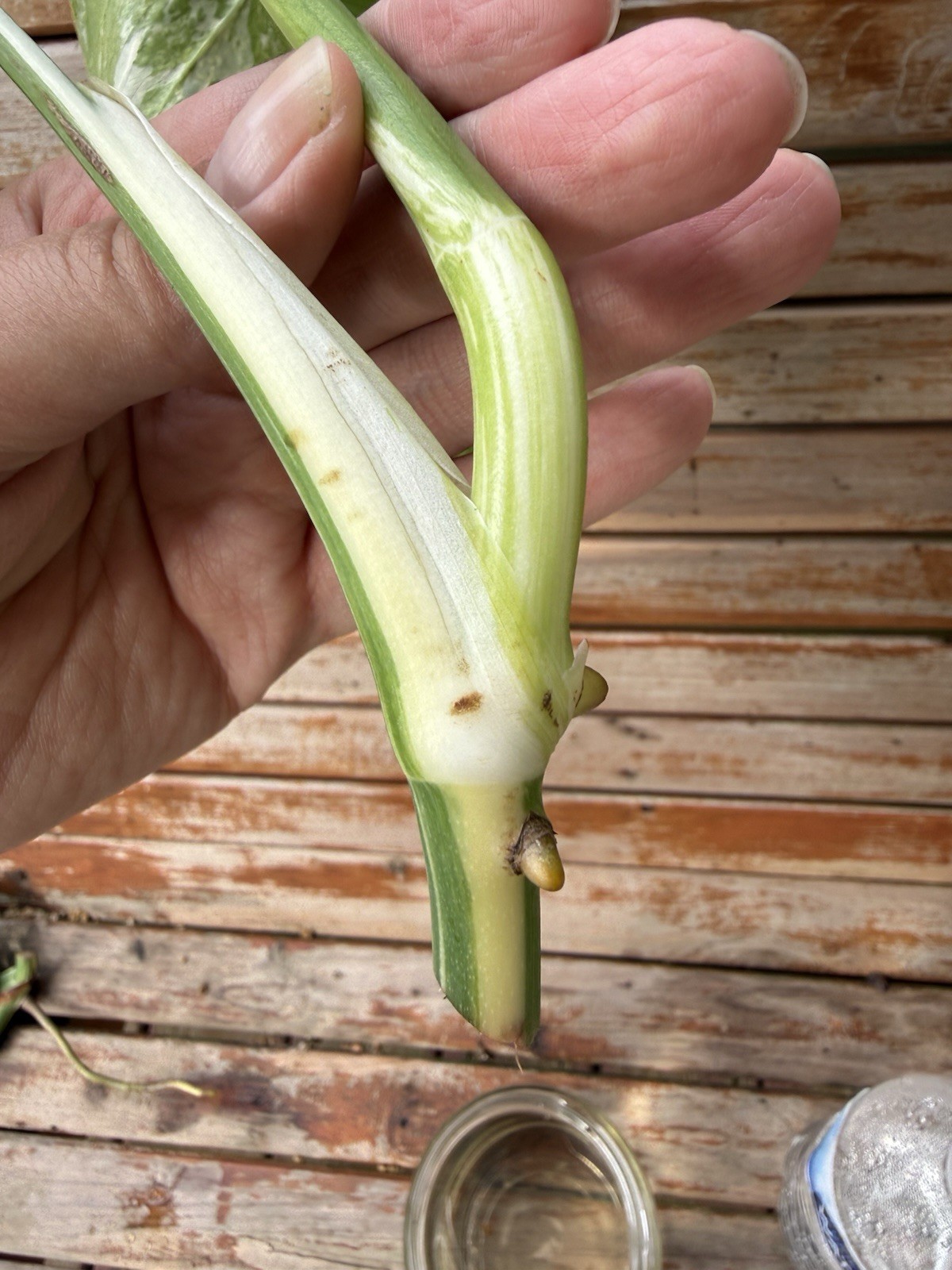 Monstera Albo Borsigiana Medium/low Variegated Cutting Plant 2 Top Cutting