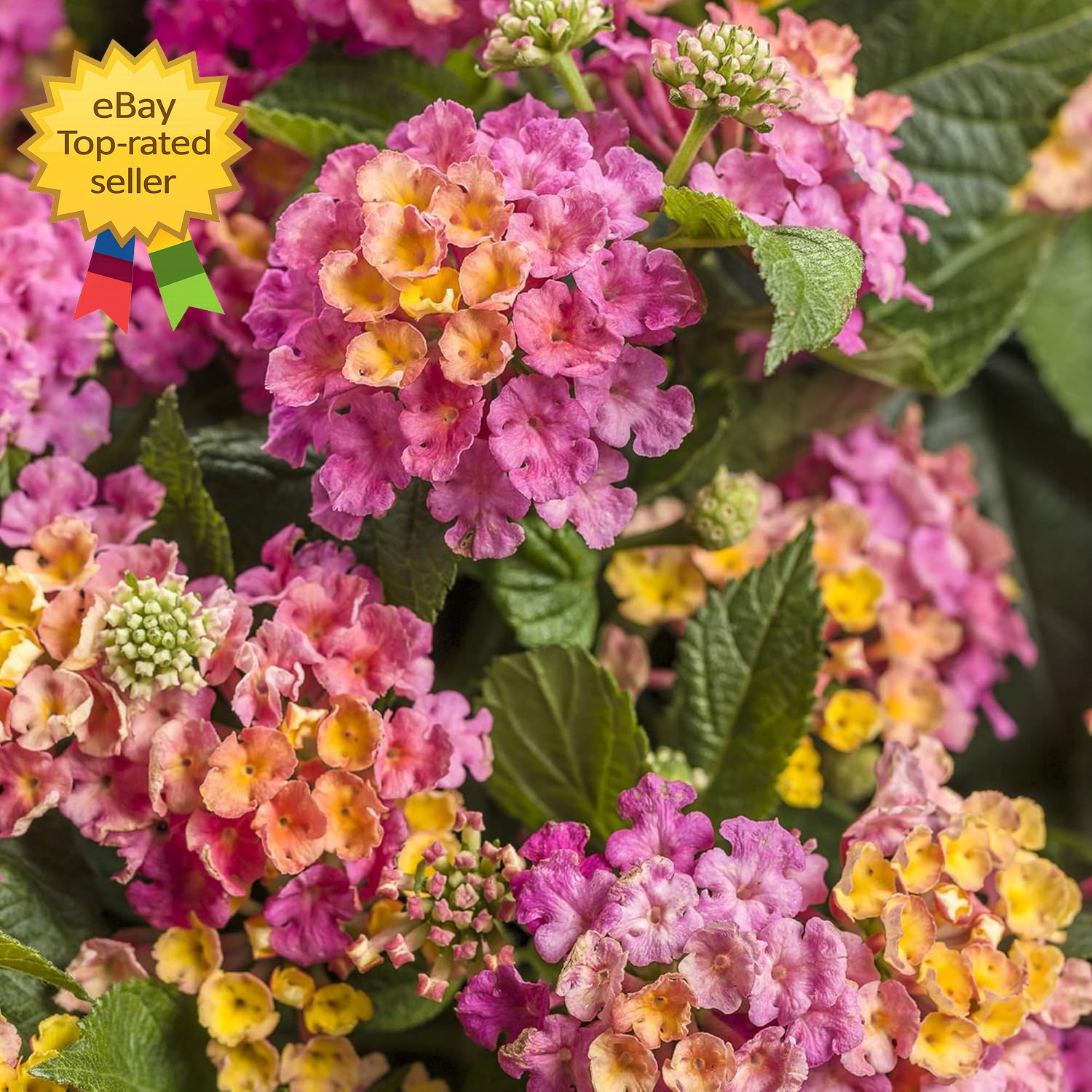 300 Mixed Lantana Flower Seeds Colorful Garden Plants Attract Butterflies Bees