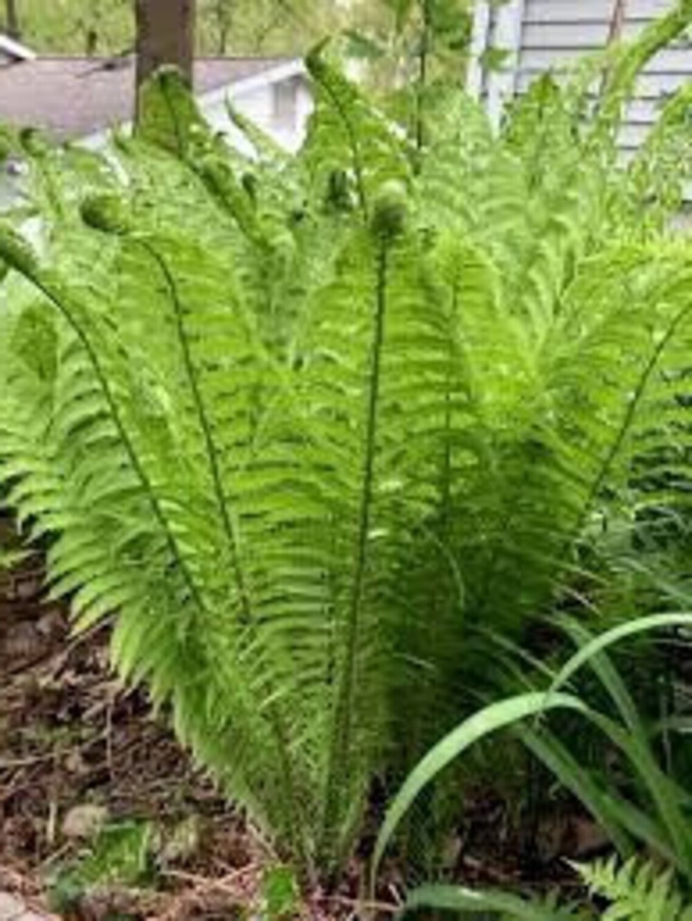 Matteuccia Ostrich Fiddlehead Struthiopteris Wildflowers Perennial 10 Bare Roots