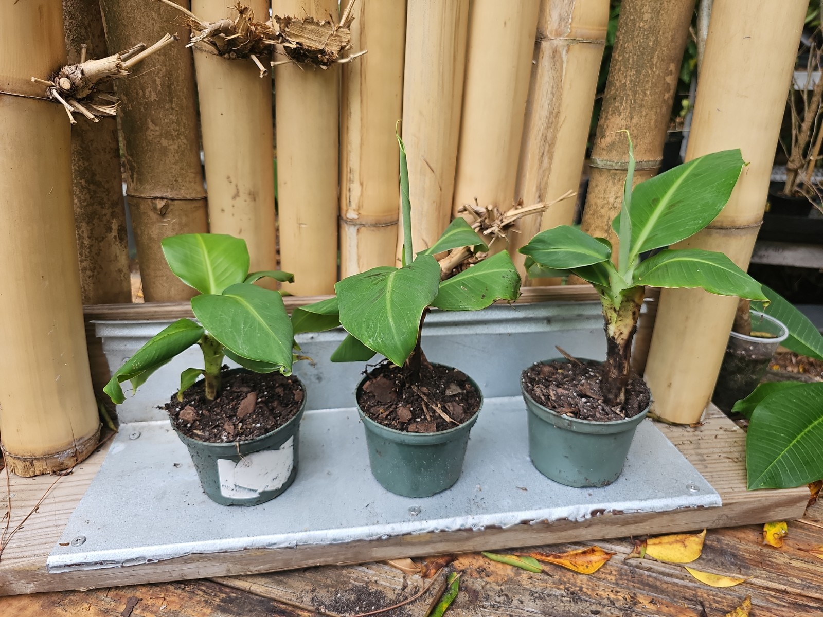 Musa Banana Dwarf Cavendish 12″ Tall Tree Live Plant