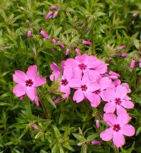 Red Wings Creeping Phlox 15 Plants in 3-1/2 inch Pots
