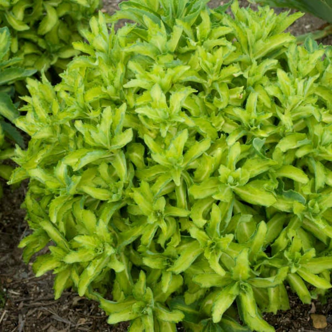 sedum AUTUMN DELIGHT succulent drought tolerant 2.5″ pot = 1 Live Potted Plant