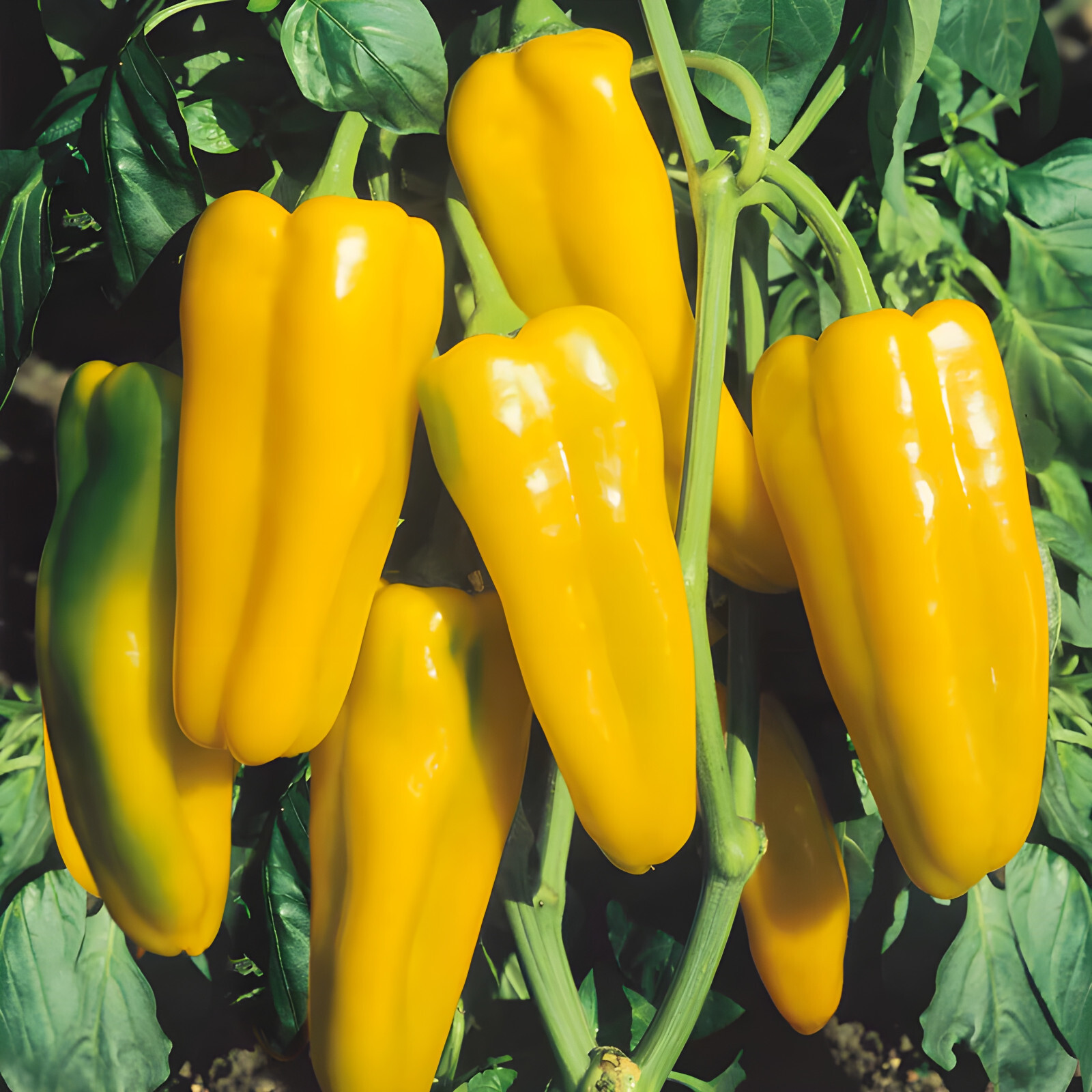 100ct Giant Golden Marconi Sweet Pepper Seeds – Sweet Super Mild Heirloom Pepper