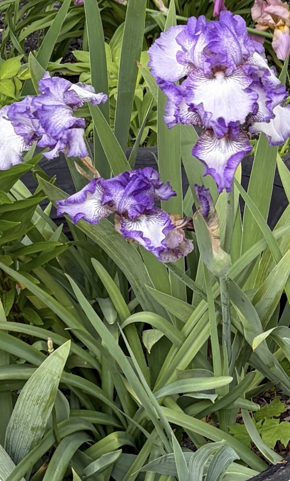 2 bearded Iris Rhizomes White/ Purple “Jesse’s Song” plicata coloration