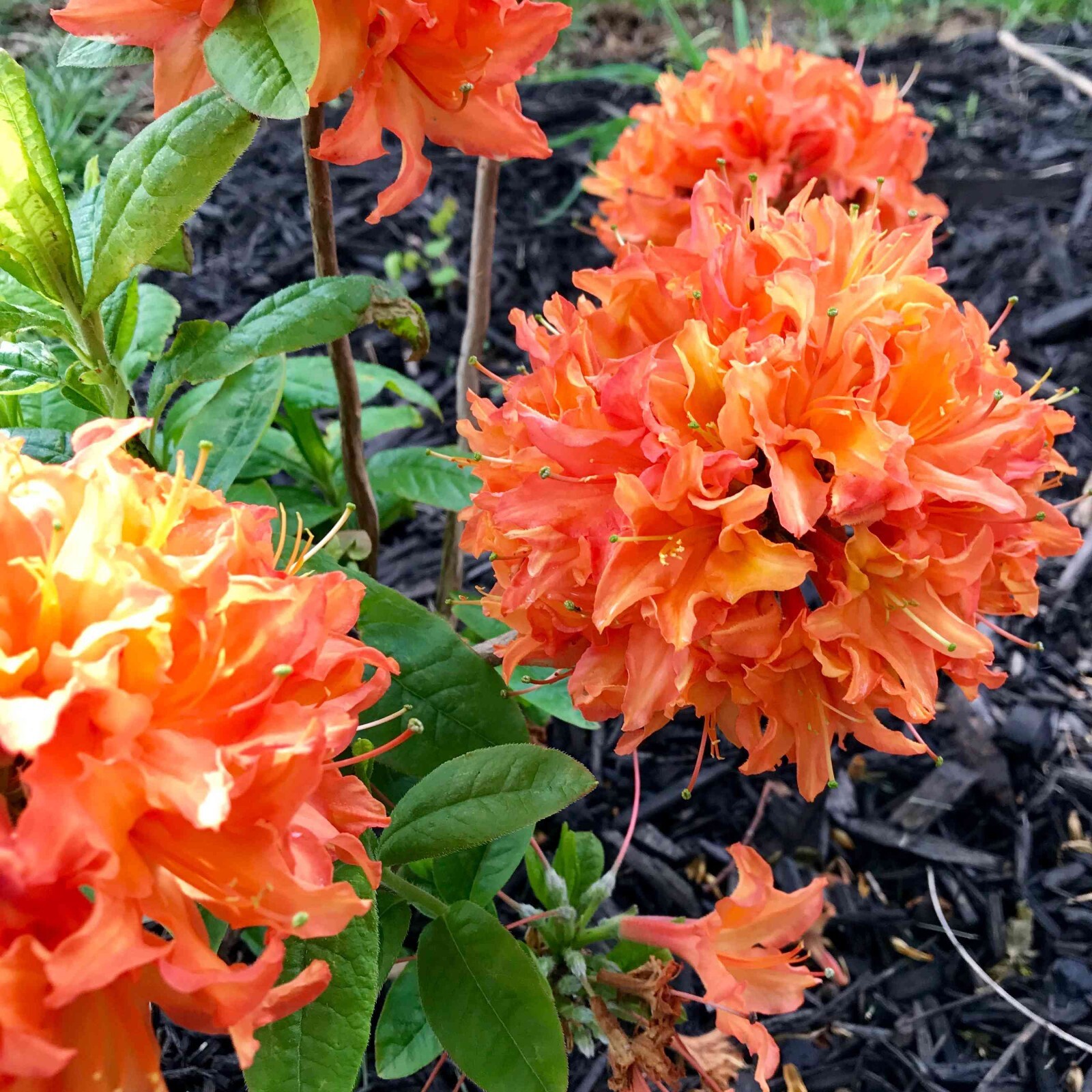 MANDARIN~Azalea Rhododendron Hybrid~STARTER Plant~MAY BE DORMANT