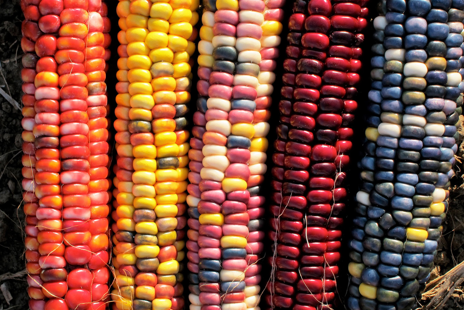 Painted Mountain Ornamental Corn Seeds (Organic) | Rainbow Indian Dent Seed 2024
