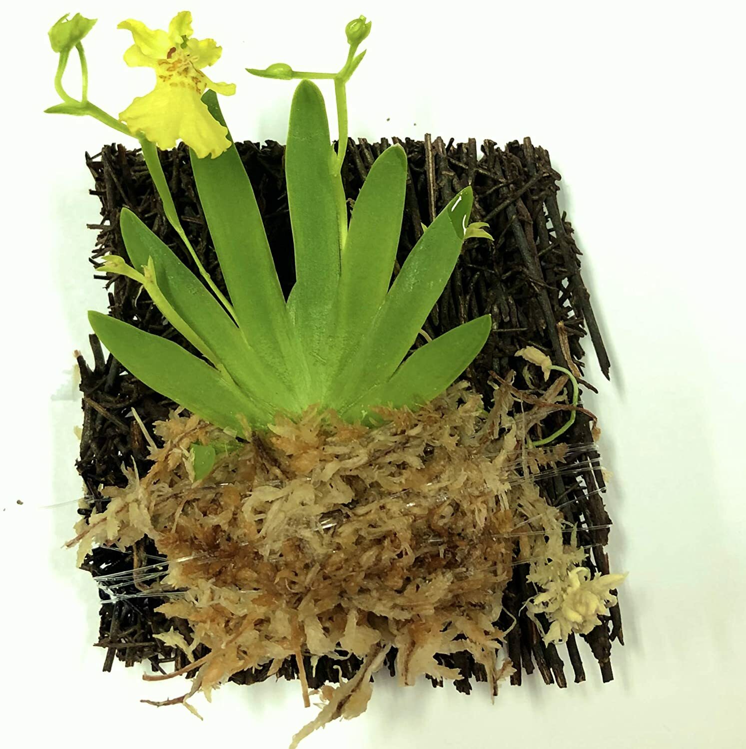 Miniature Orchid: Psygmorchis Pusilla with Flower Spike