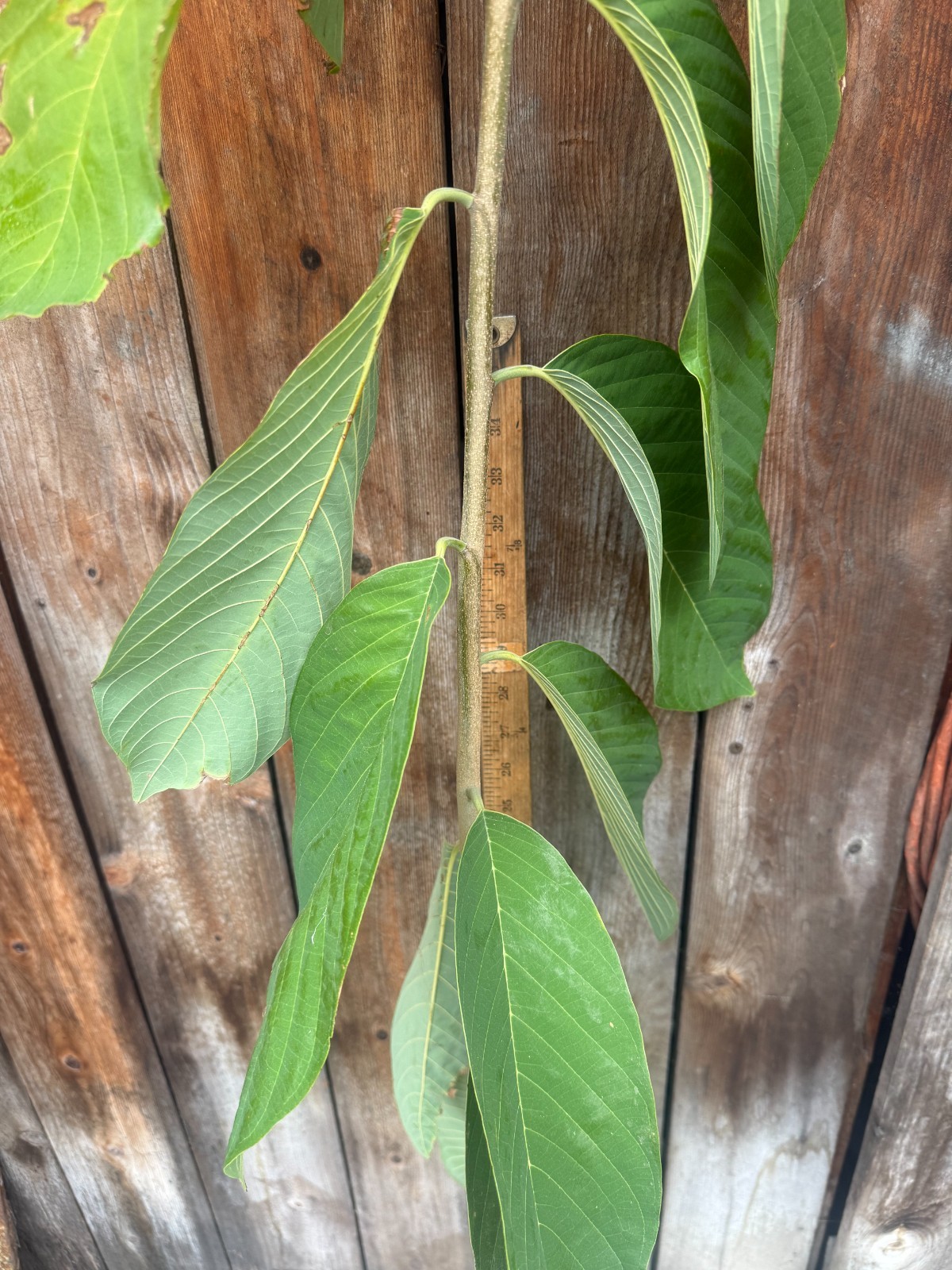 1 Rare Grafted Pineapple Annona Cherimola X A Squannosa Atemoya, Annona Squnnosa