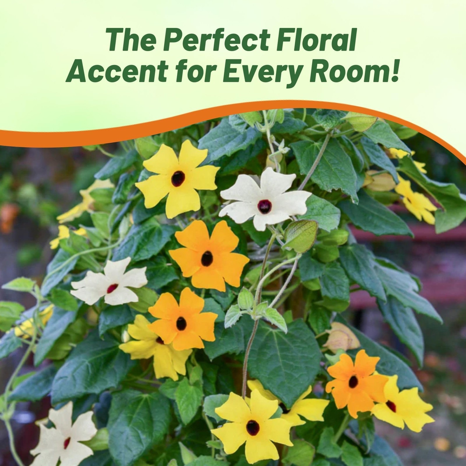 Sunrise Mix Thunbergia Black Eyed Susan Seeds – 100 Pcs Annual, Climbing Vine…