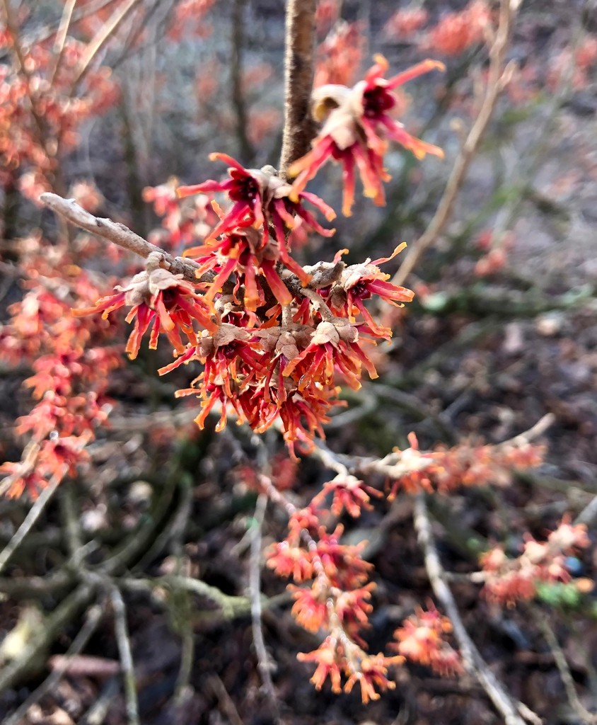 Vernal Witch Hazel – 3.5″ Pot – 6 – 12″ Tall – Native Plant